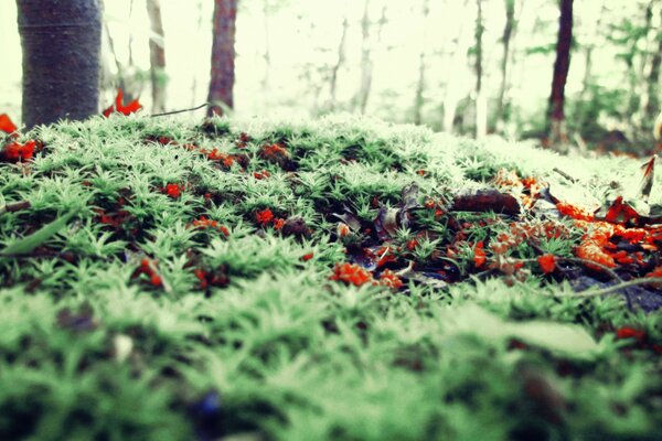 Il muschio della foresta è piacevole per gli occhi