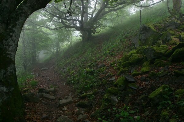 Misty forest, moss on rocks