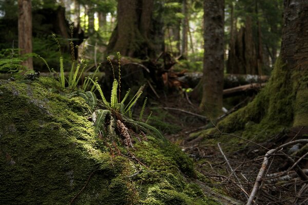 Green wet carpet made of moss