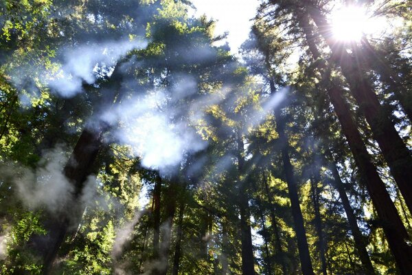 The sun breaks through the crowns of the trees