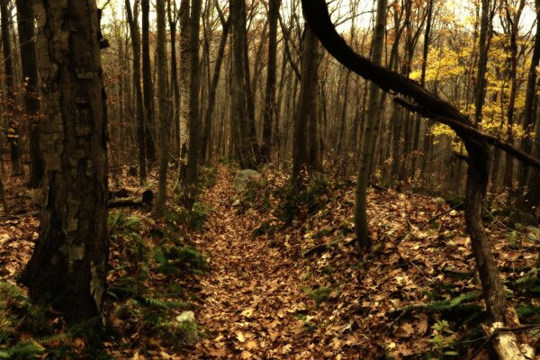 Tall trees strewn with leaves