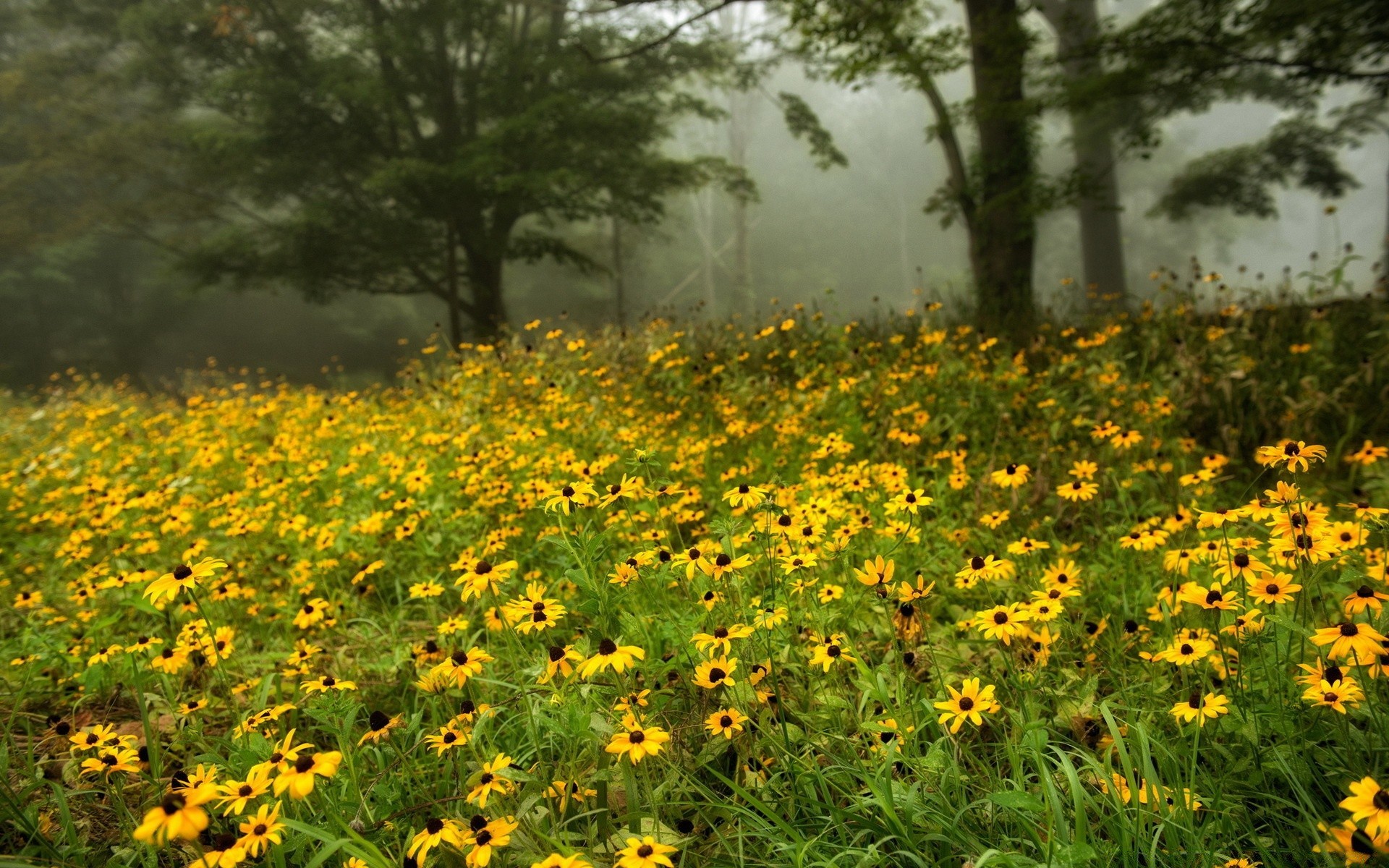 krajobrazy kwiat lato flora natura pole krajobraz sianokosy kwiatowy ogród na zewnątrz trawa sezon wzrost liść słońce wiejski jasny bluming dobra pogoda