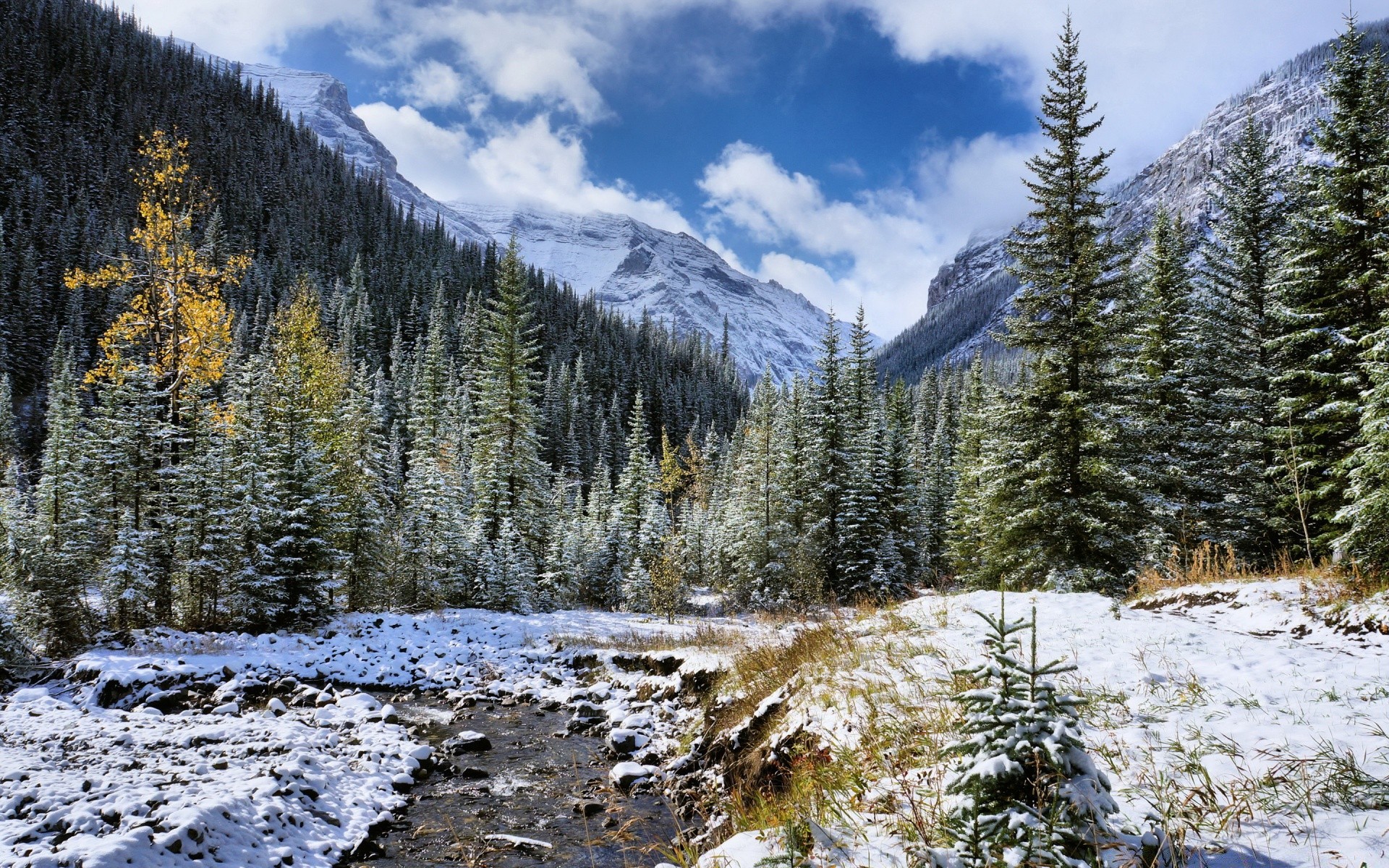 paysage neige bois montagnes paysage scénique hiver arbre nature froid evergreen à l extérieur saison conifères sauvage parc beau temps glace scène