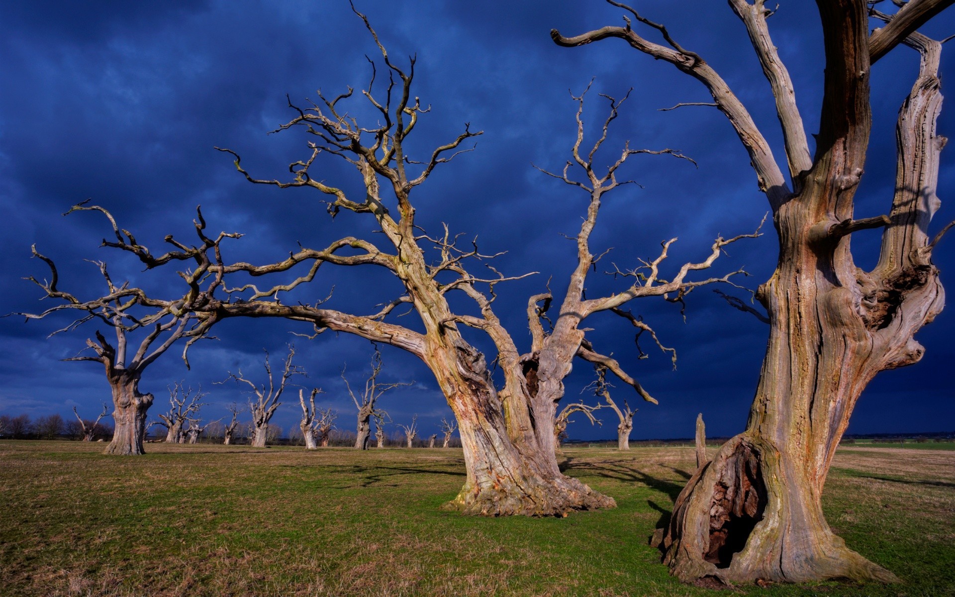 landscapes tree landscape wood nature branch outdoors environment park fall dawn trunk bark