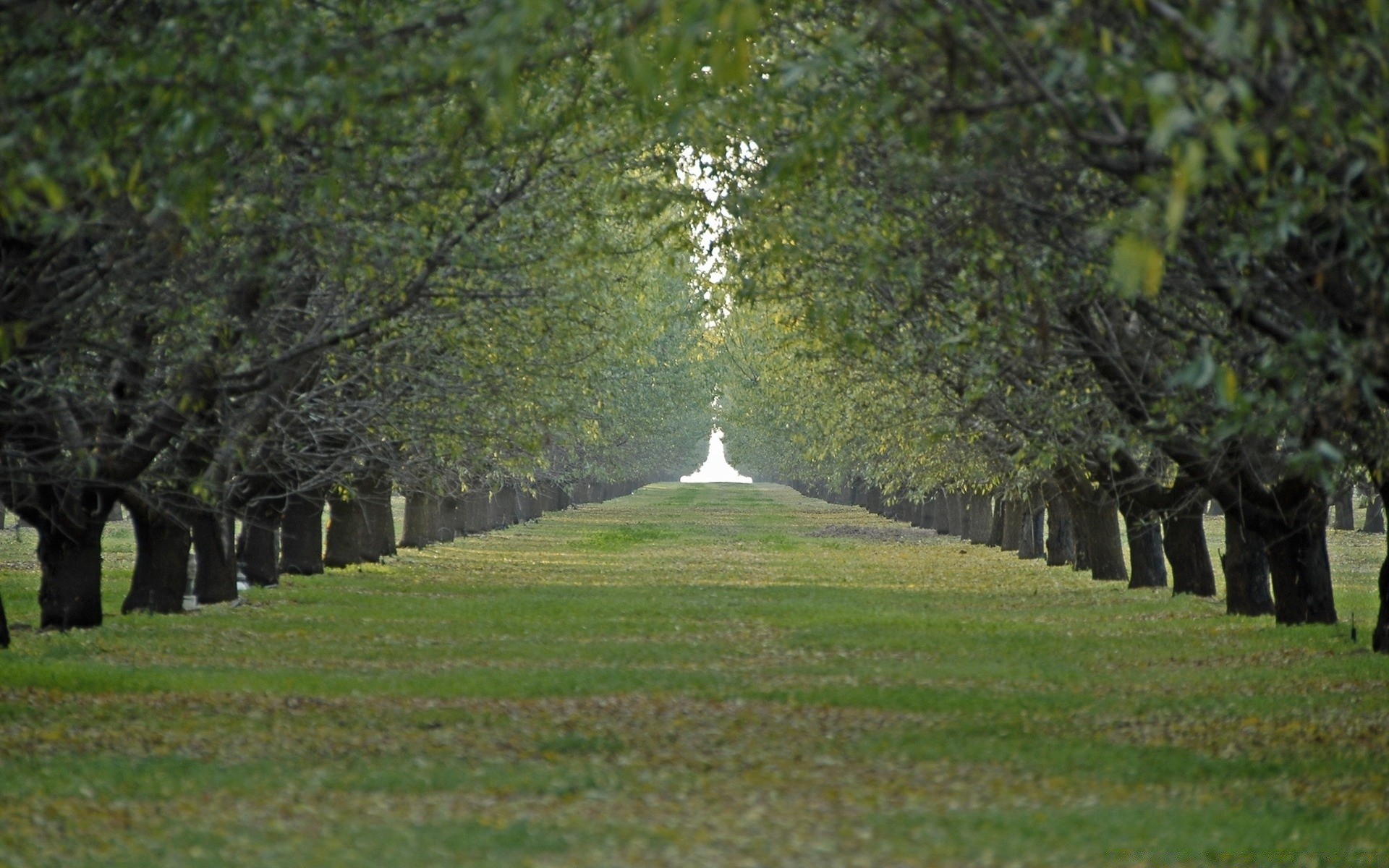 landscapes tree landscape grass nature outdoors park leaf wood travel scenic fall road countryside branch environment