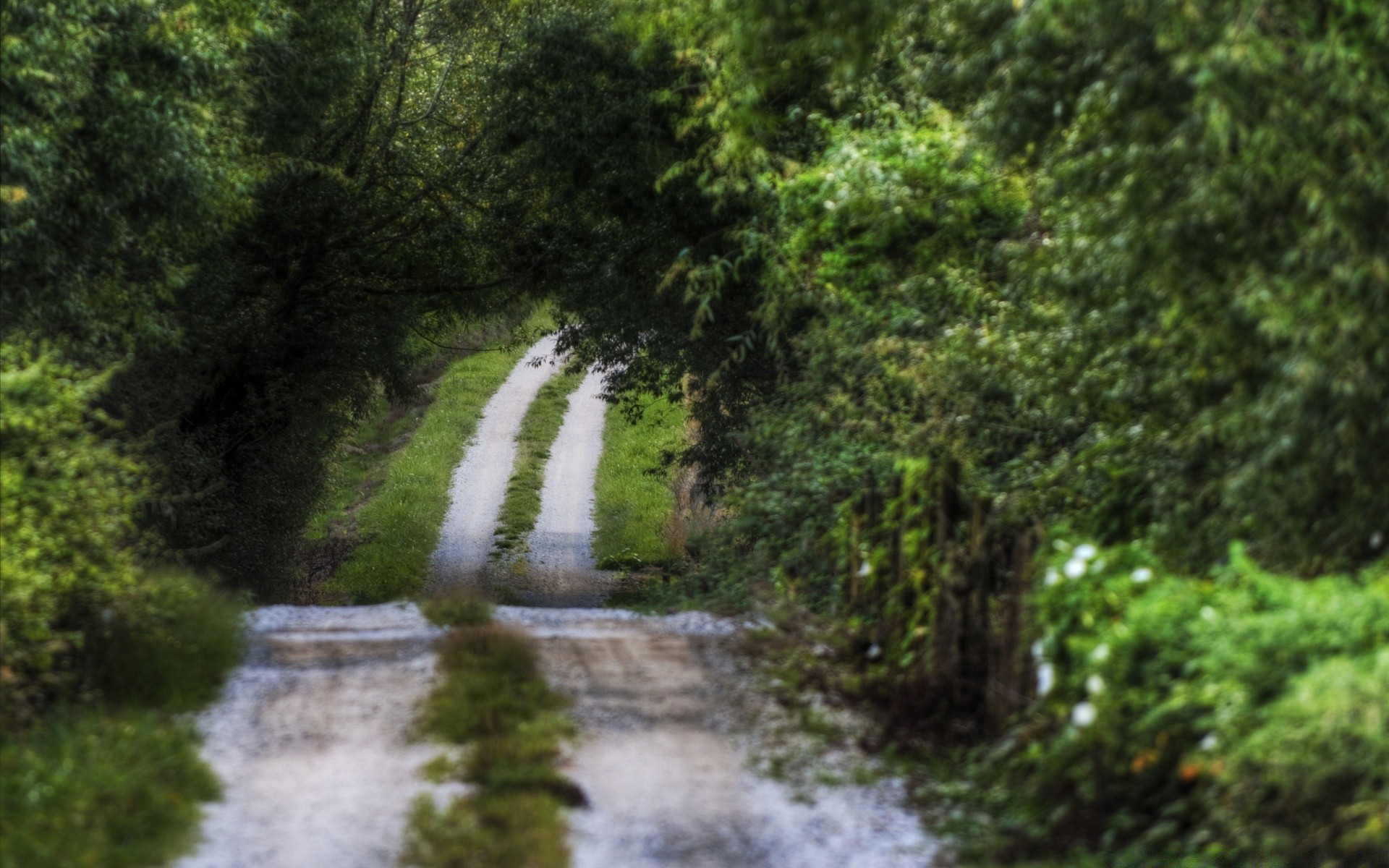 landscapes nature wood landscape water tree leaf outdoors environment river summer scenic lush travel flora park stream guidance season