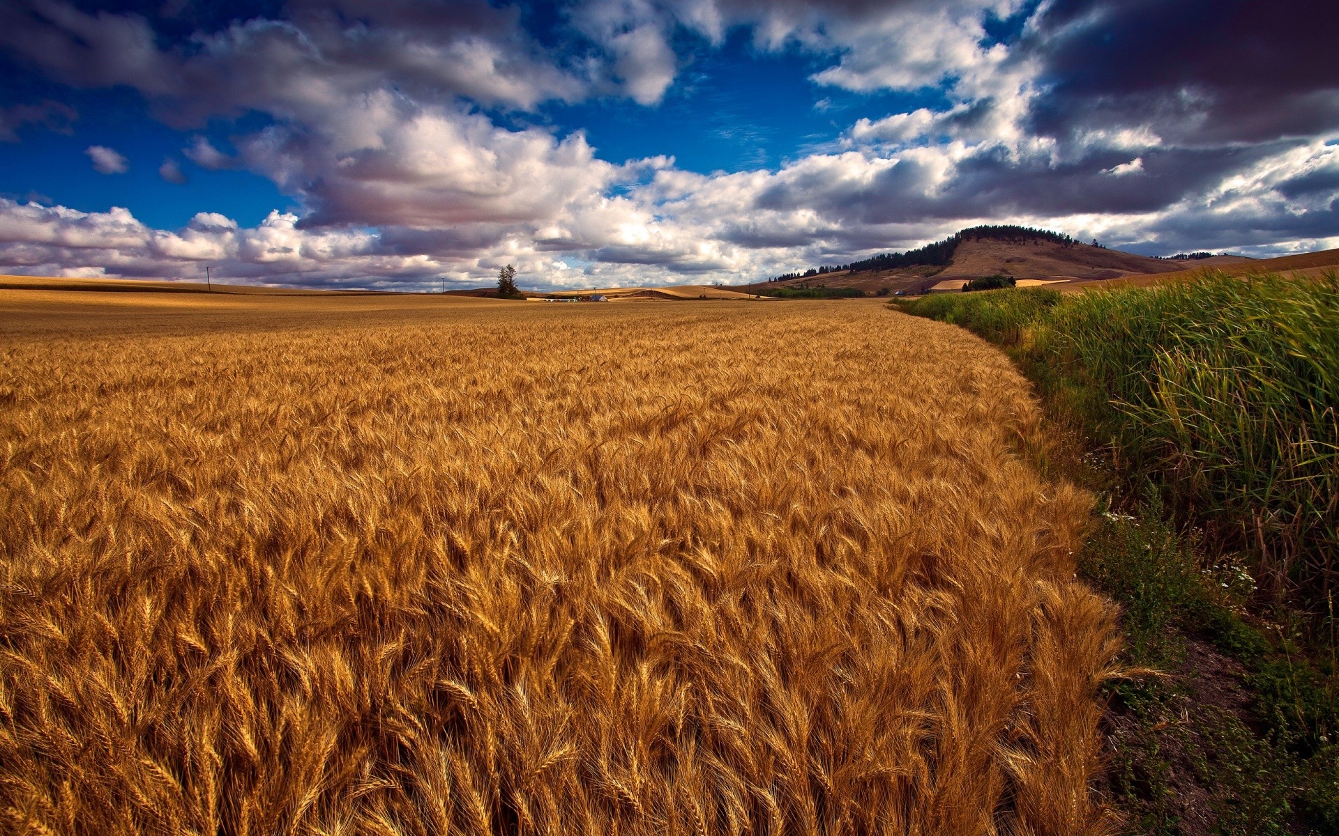 paysage blé céréales agriculture pâturage champ ferme récolte rural paysage terres cultivées ciel campagne maïs or à l extérieur seigle coucher de soleil nature pays