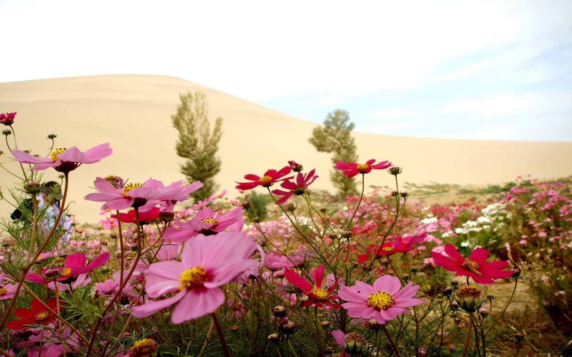 paysage fleur nature été champ flore herbe bluming foin floral ensoleillé couleur jardin sauvage lumineux belle à l extérieur croissance beau temps pétale