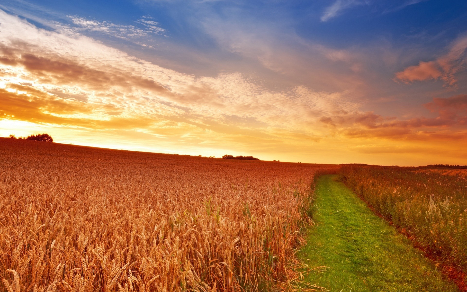 landschaft weizen ländlichen himmel landschaft landschaft feld natur flocken sonnenuntergang mais landwirtschaft im freien weide bauernhof sonne ernte bebautes land sommer gras