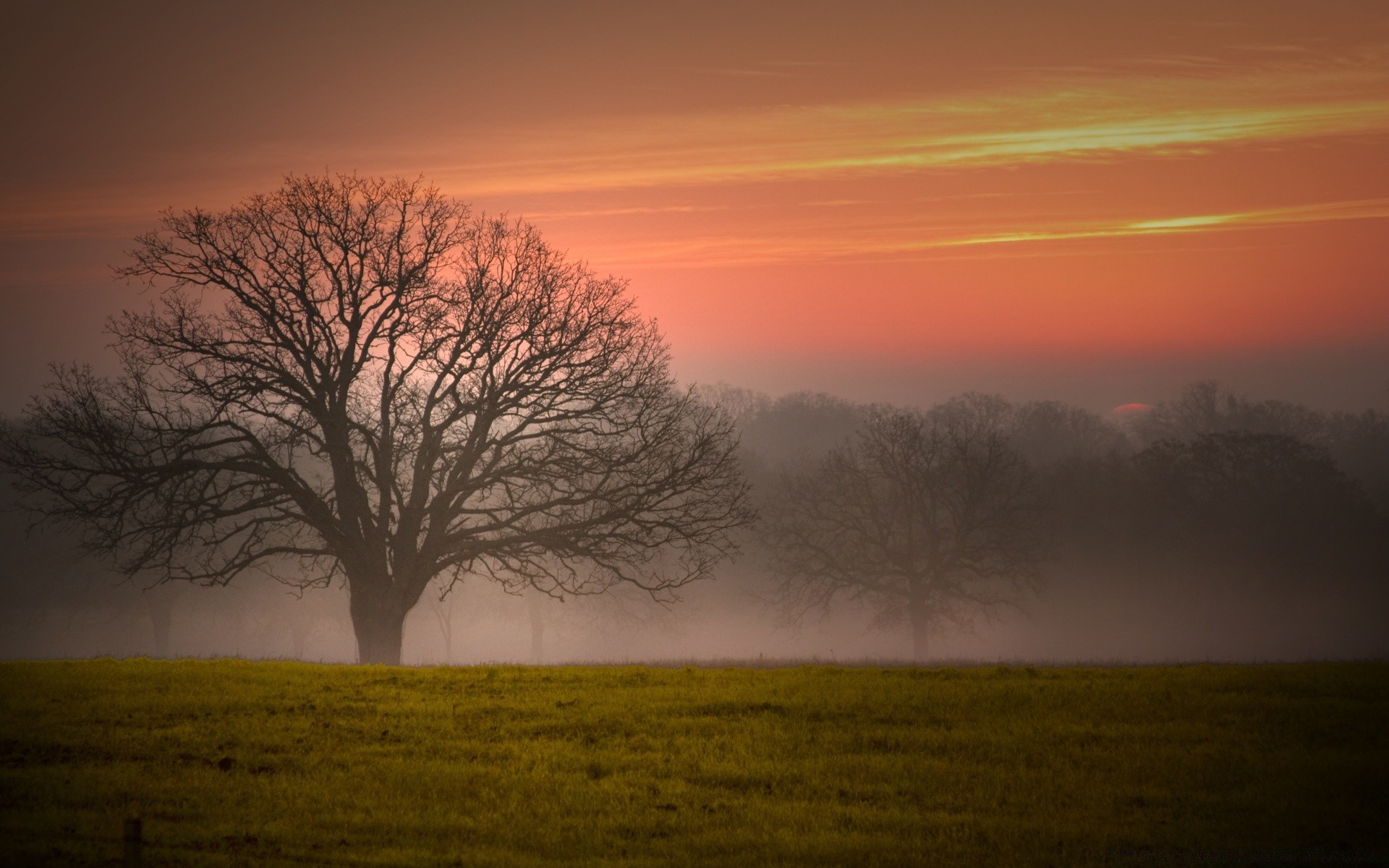 paesaggio alba paesaggio tramonto albero nebbia sera nebbia sole natura illuminato autunno cielo luce silhouette all aperto crepuscolo