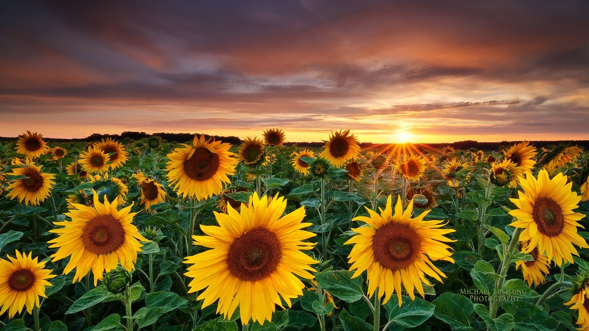 paesaggio girasole estate fiore natura flora luminoso sole foglia campo crescita rurale bel tempo floreale luminoso colore giardino soleggiato all aperto petalo