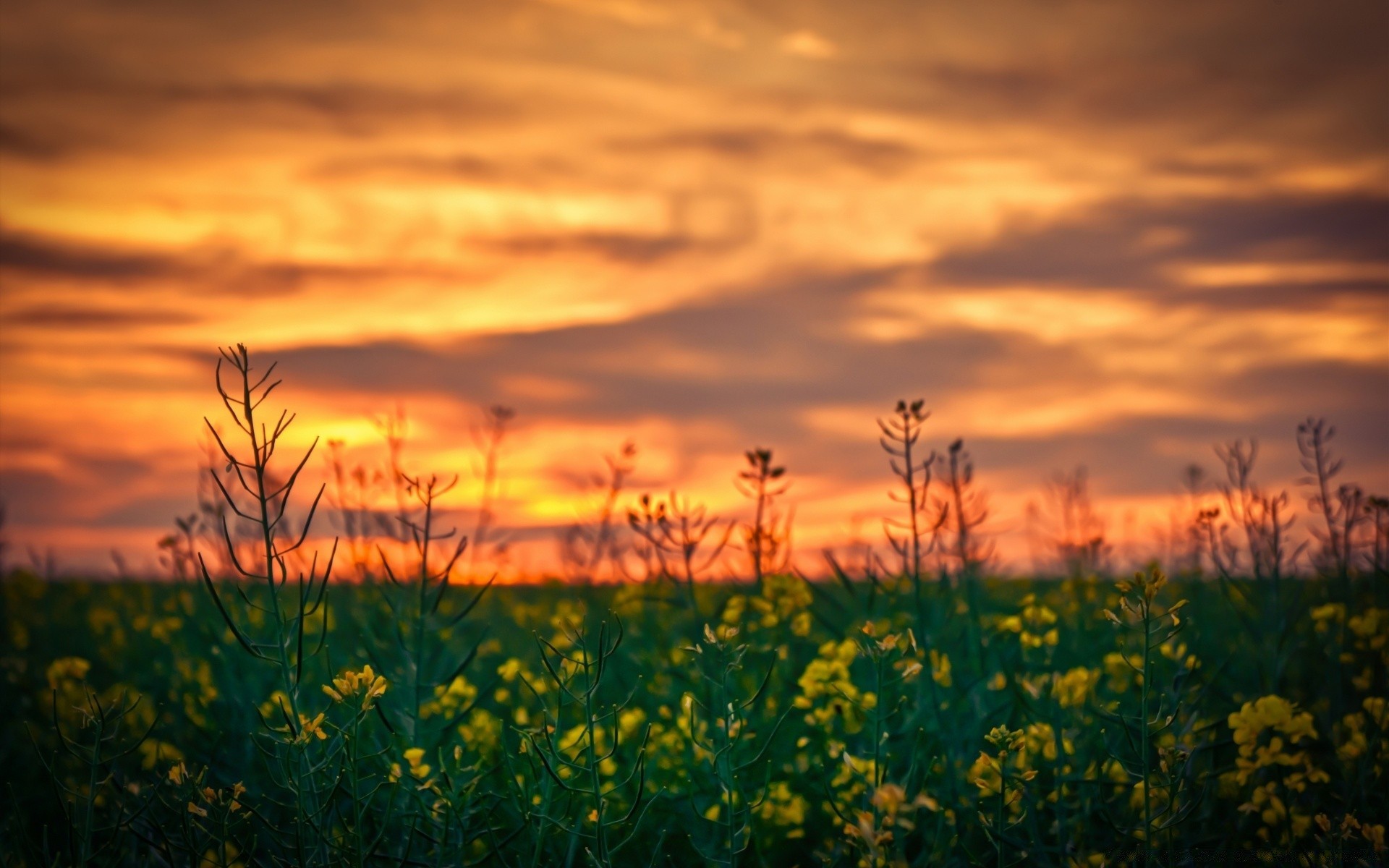 landschaft sonnenuntergang dämmerung landschaft sonne feld natur himmel abend des ländlichen gutes wetter dämmerung im freien landschaft landwirtschaft bauernhof blume gras wolke sommer