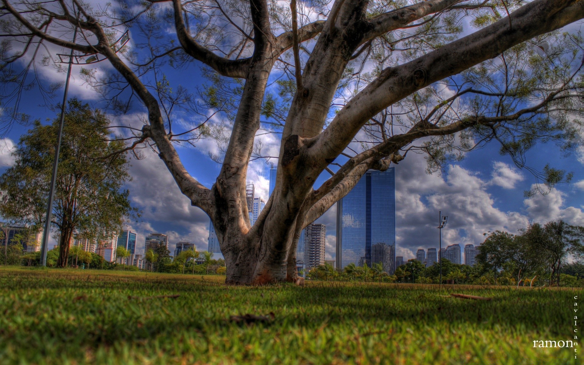 landscapes tree landscape wood nature park branch outdoors leaf fall dawn environment grass scenic countryside season