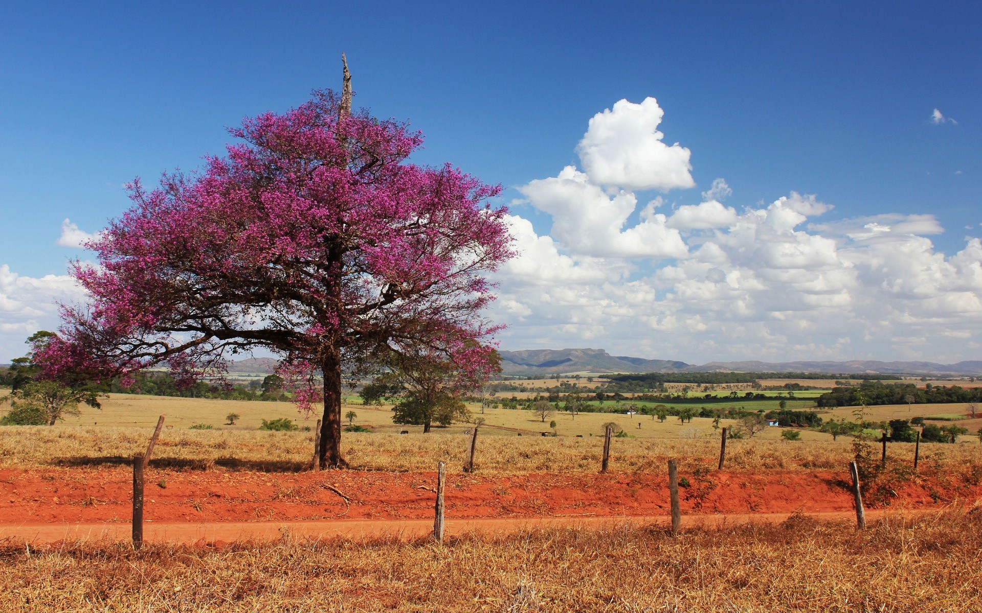 landscapes landscape tree nature sky grass field outdoors environment flora season rural hayfield countryside summer scene scenic park color horizon