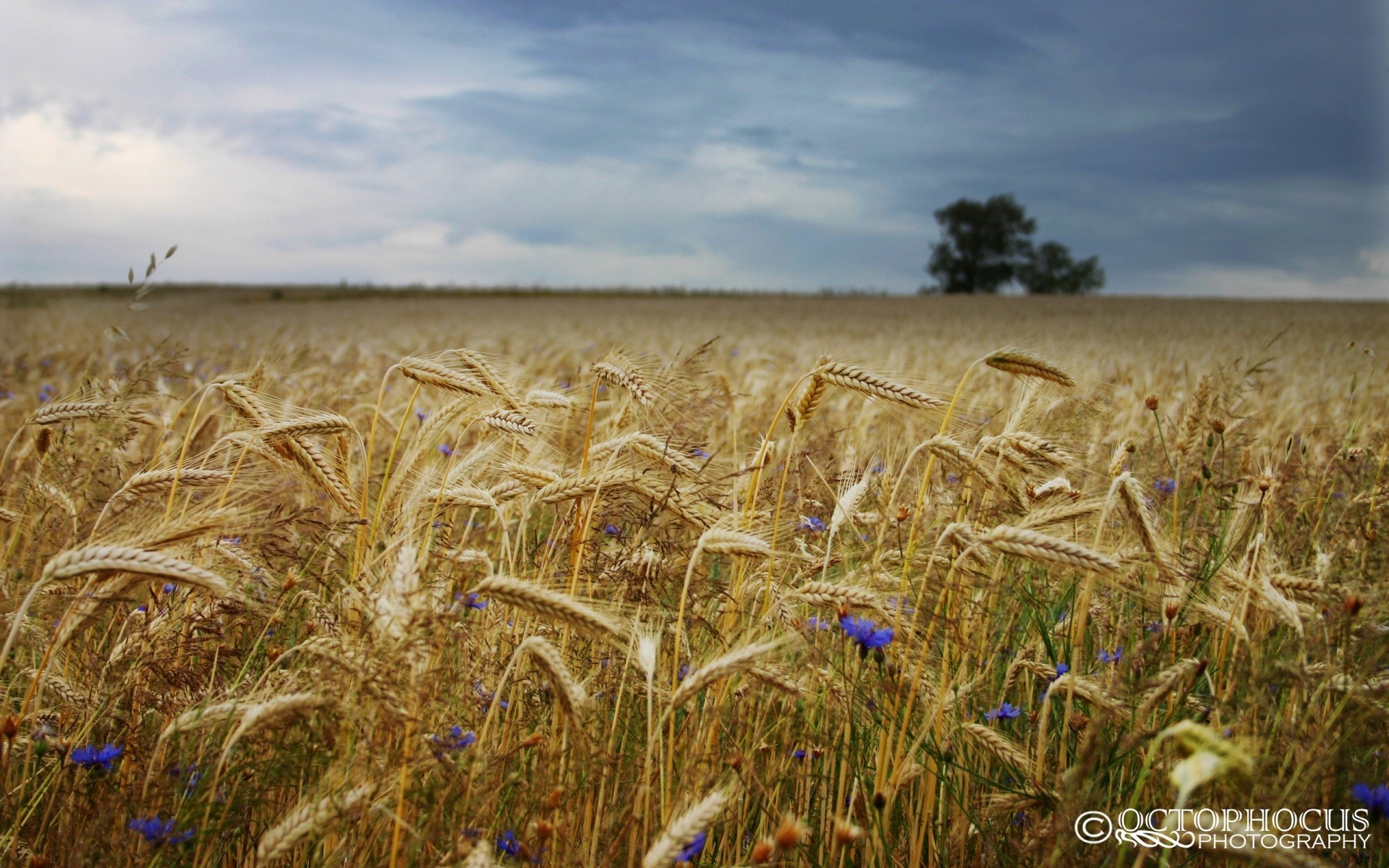 landschaft weizen getreide mais weide brot des ländlichen stroh roggen ernte feld landschaft landwirtschaft bauernhof gerste sommer im freien ackerland himmel