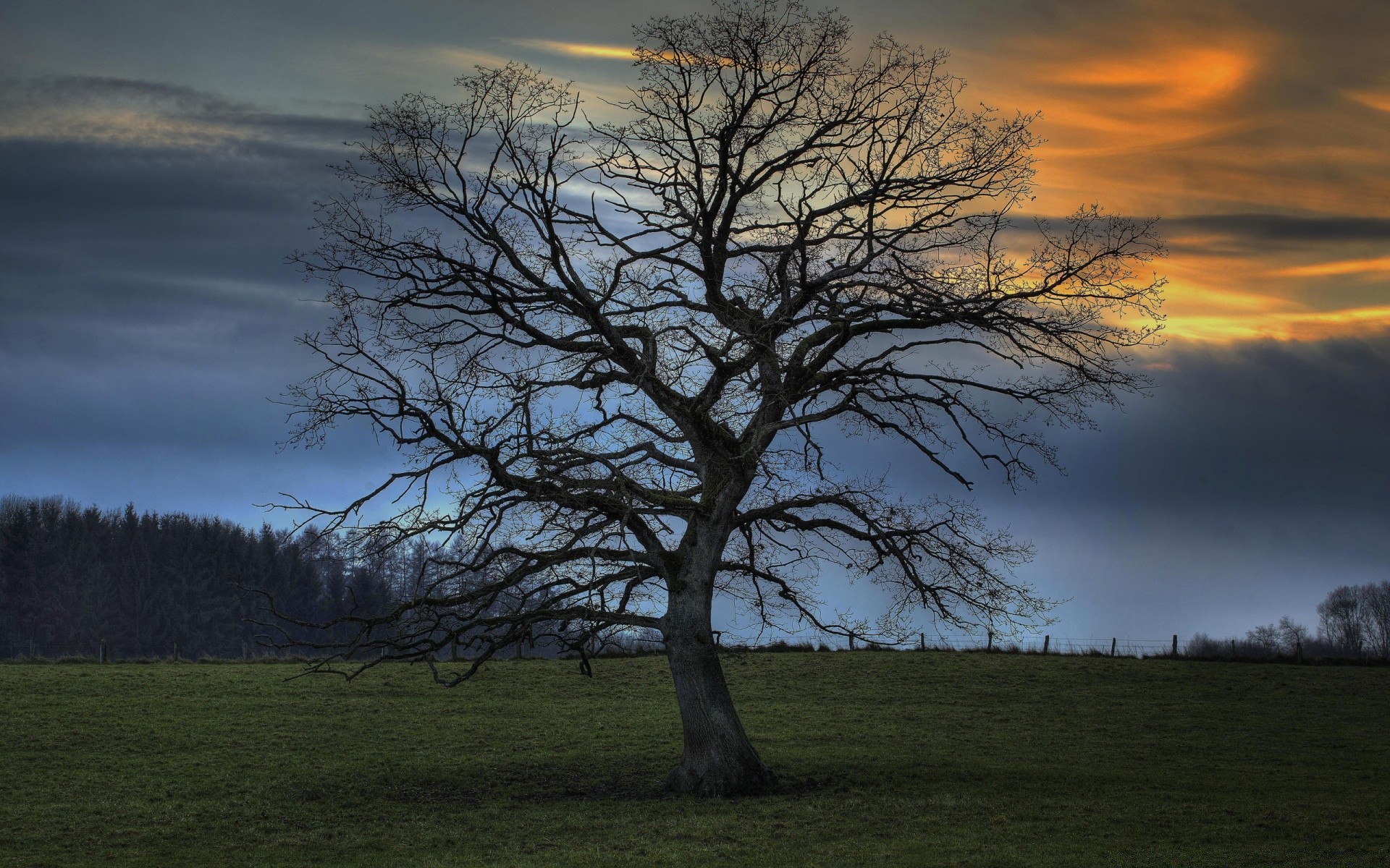 paysage arbre paysage aube automne coucher de soleil nature herbe soir brouillard à l extérieur lumière rétro-éclairé bois brouillard soleil campagne ciel scénique unique