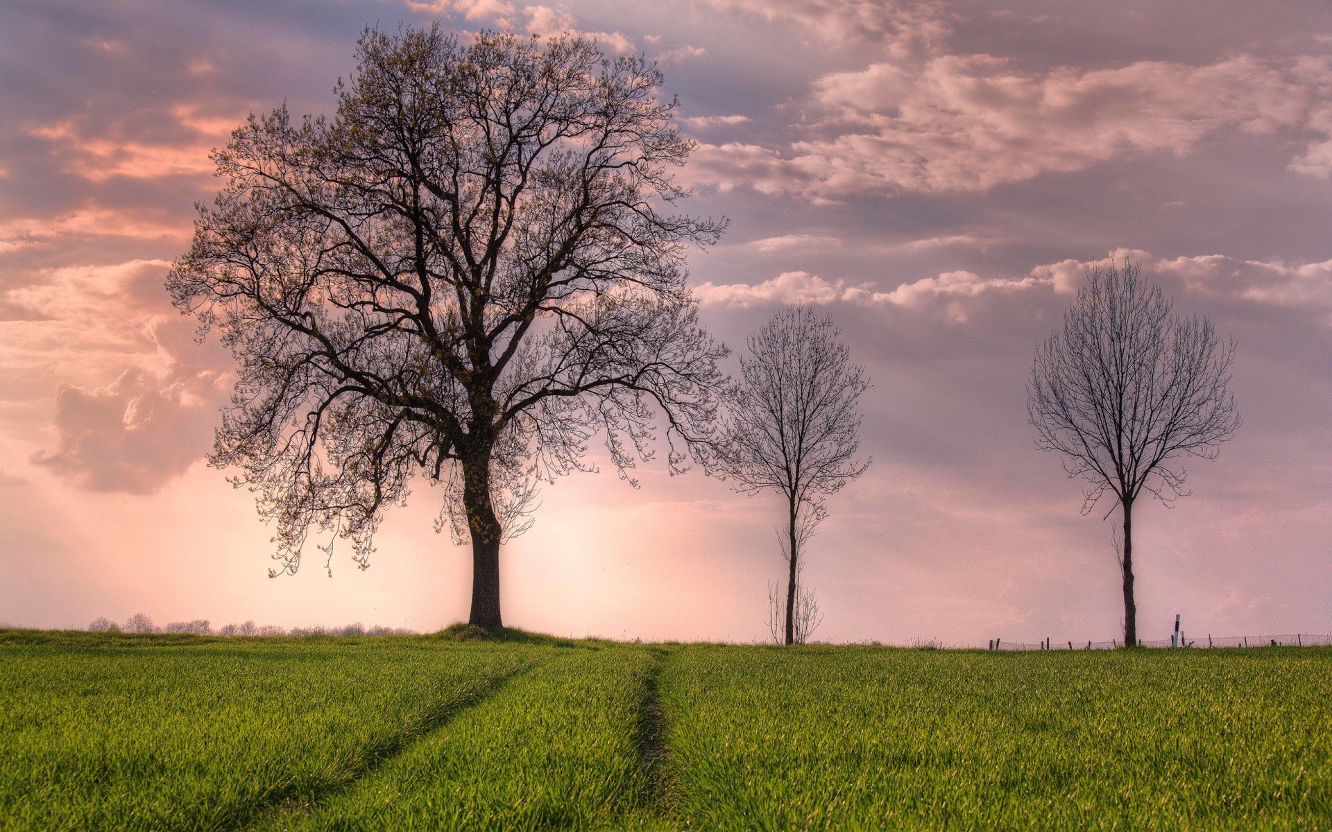 paesaggio paesaggio albero campagna rurale natura alba campo erba tempo sole cielo bel tempo legno singolo autunno