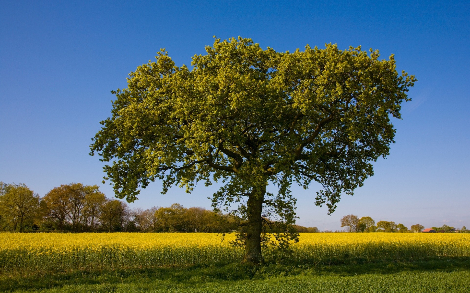 landscapes landscape tree agriculture countryside field rural hayfield nature country sky grass farm outdoors scenic daylight season environment fair weather horizon