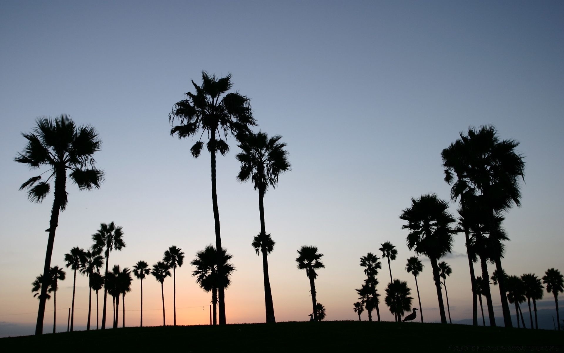 landscapes tree palm tropical beach sun summer sand coconut exotic backlit travel island recreation sky silhouette outdoors idyllic seashore nature