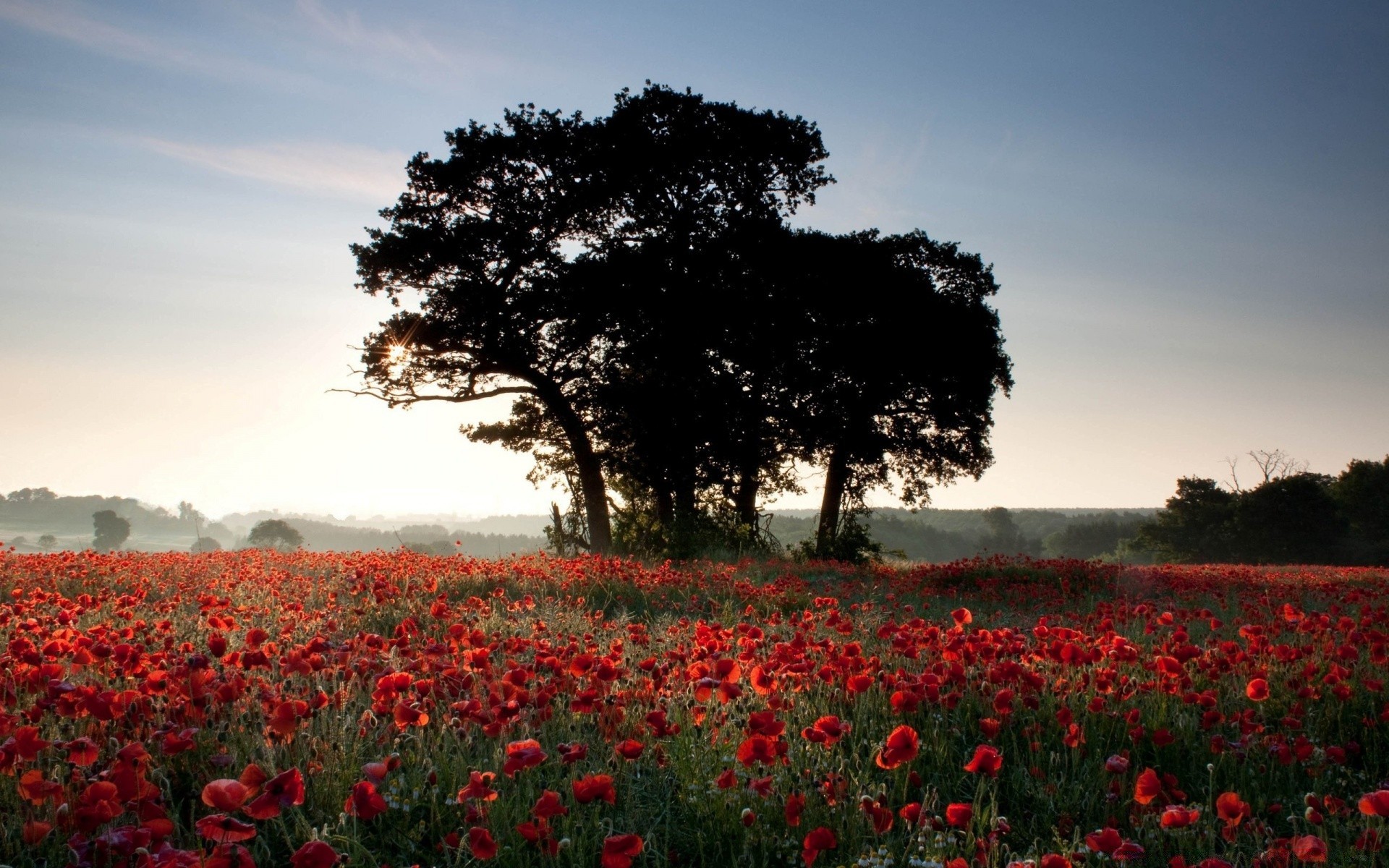 landschaft poppy blume landschaft feld baum im freien heuhaufen bebautes land flora landwirtschaft park