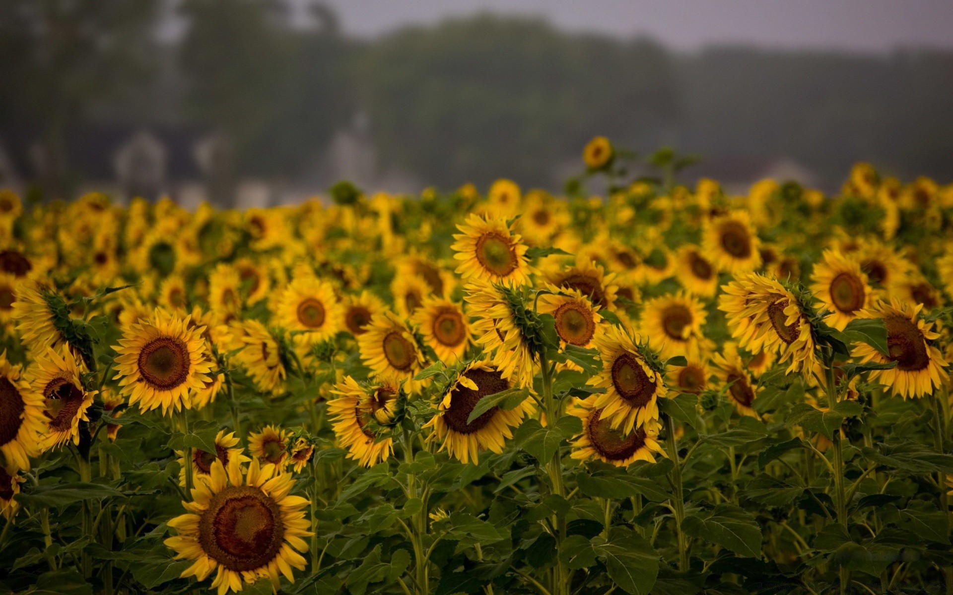 landscapes sunflower field flower flora nature summer growth agriculture floral plantation hayfield seed rural petal bright sun leaf garden fair weather sunny