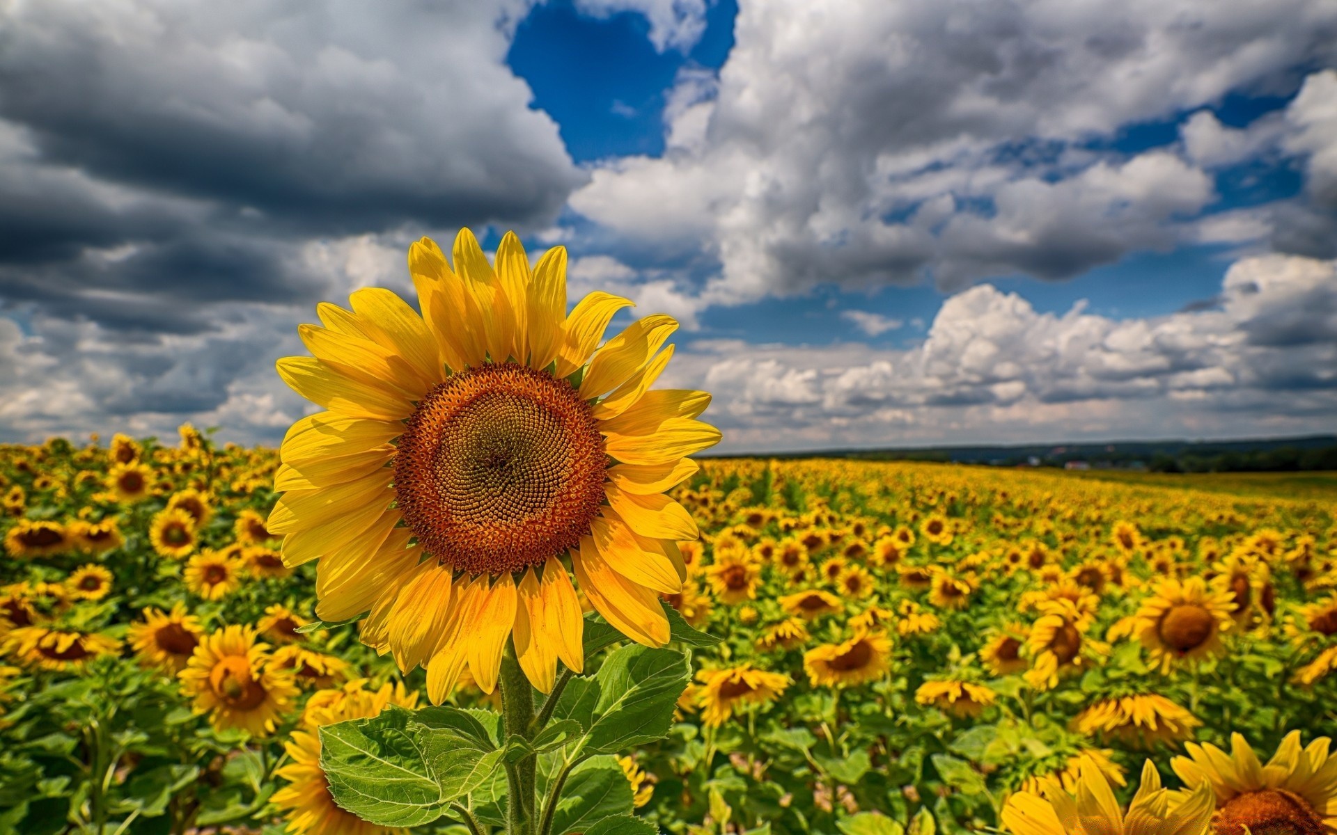 paysage tournesol été nature fleur champ flore rural lumineux soleil croissance beau temps foin agriculture lumineux ensoleillé ciel extérieur feuille saison