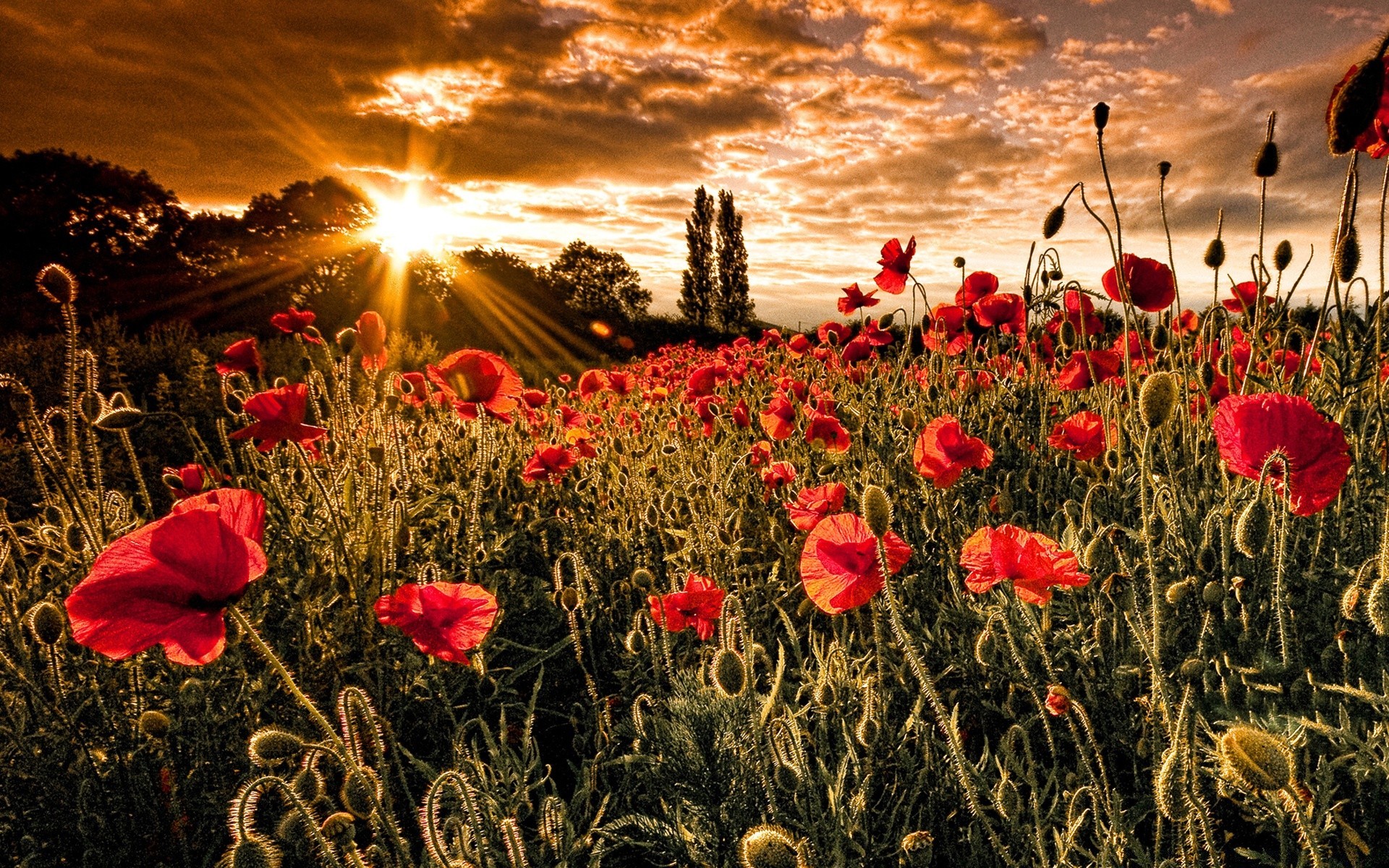 paisaje poppy flor campo flora naturaleza verano rural heno color sol campo hierba al aire libre brillante crecimiento jardín buen tiempo temporada floral