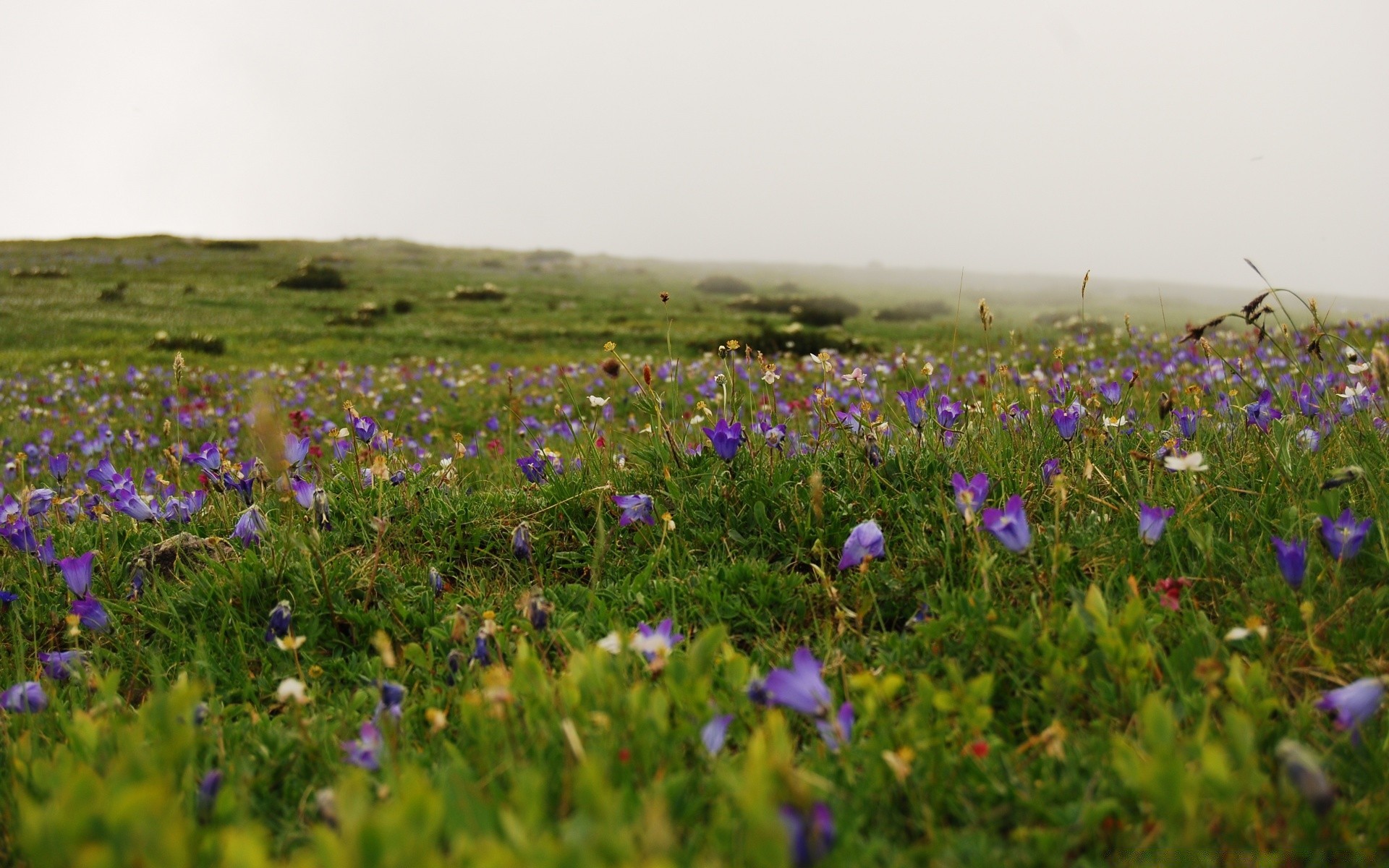 paesaggio fiore fieno campo natura fiori selvatici erba paesaggio rurale estate all aperto pascolo flora selvaggio sole campagna bel tempo floreale fioritura stagione