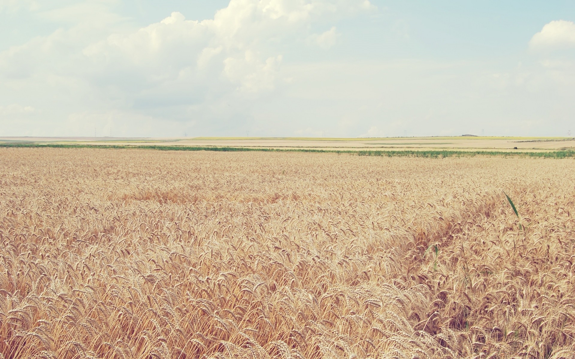 landscapes wheat cereal crop straw pasture field rural corn farm agriculture countryside rye nature bread summer landscape growth farmland gold