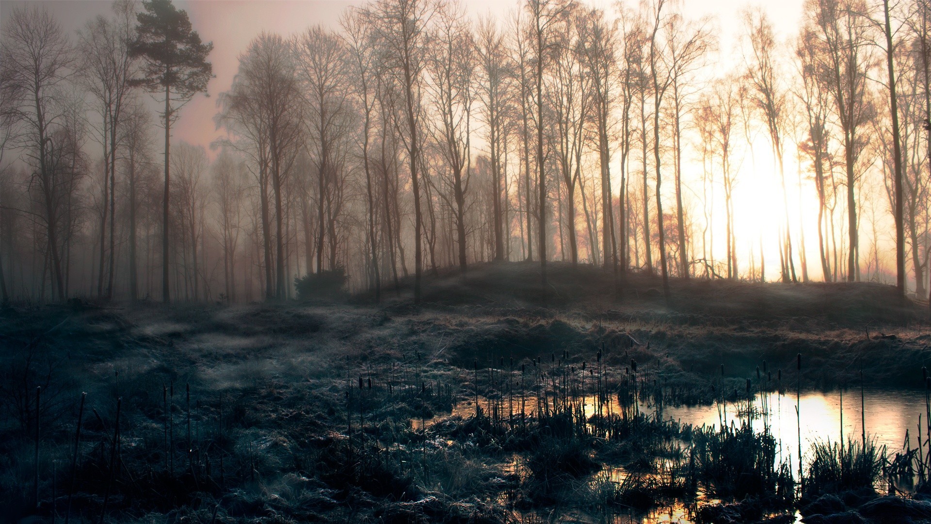 landscapes tree landscape fog wood dawn mist nature weather winter outdoors light fall park lake