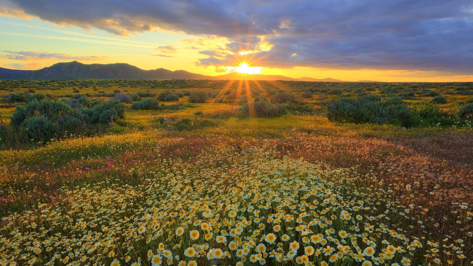 landscapes landscape nature outdoors flower field sky rural grass hayfield flora travel summer soil scenic sight countryside mountain grassland