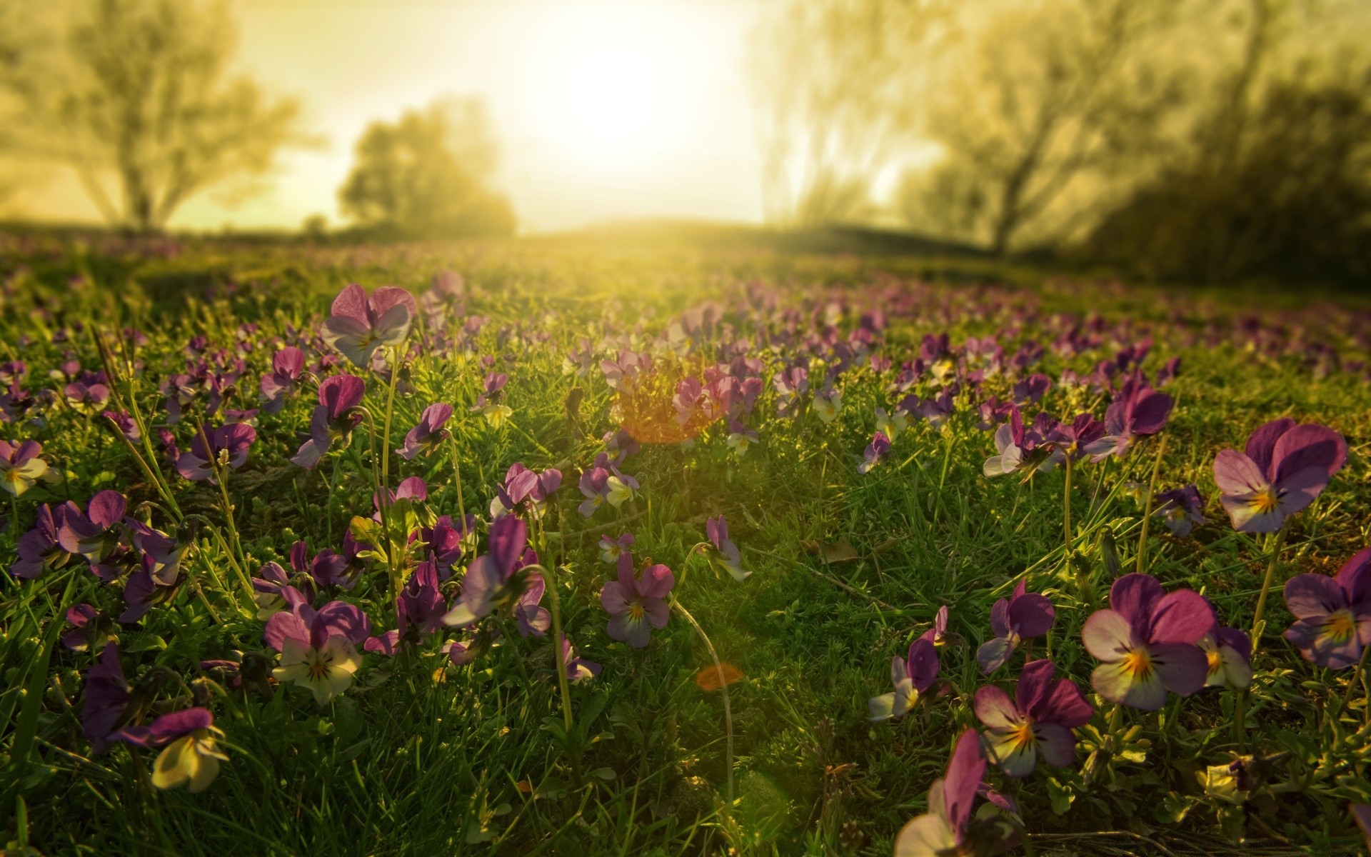 landscapes flower nature field hayfield summer grass outdoors sun flora fair weather landscape bright color blooming rural garden countryside floral dawn