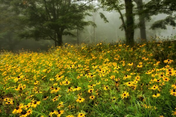 Prado de flores na borda da floresta