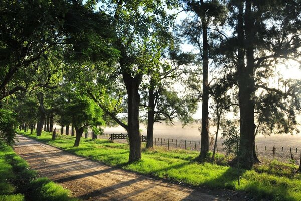 Paysage avec arbre, herbe