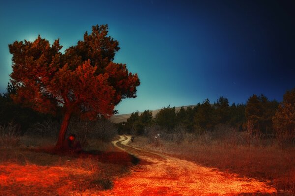 Baum in der Nähe des Weges. Sonnenaufgang in der Natur