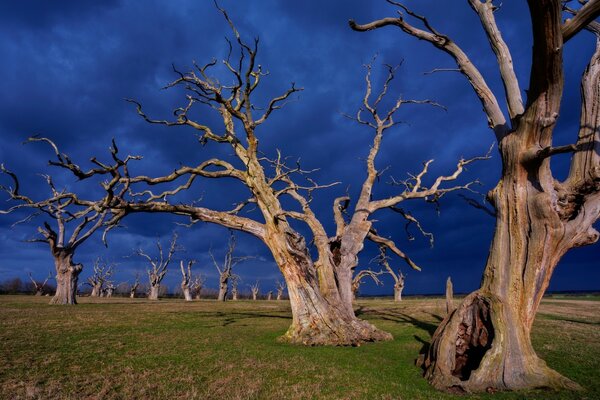 Los árboles muertos y el azul del cielo