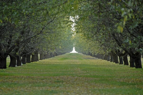 Green path between ancient trees