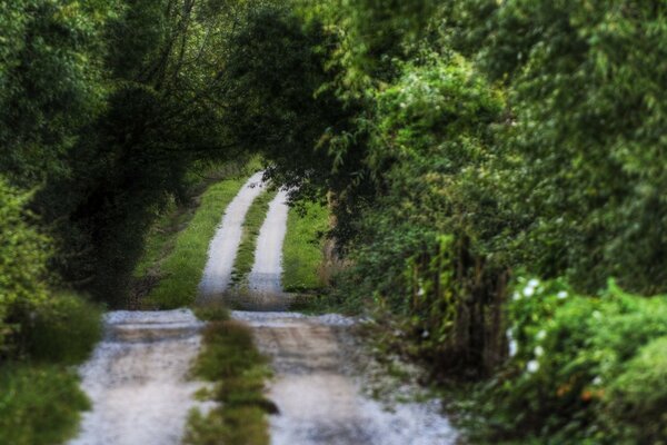 Strada tortuosa nel bosco