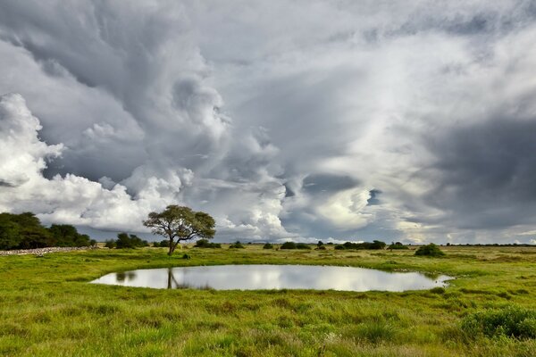 Un lago solitario con un árbol en medio de un claro