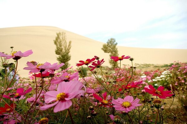 A clearing with flowers on a desert background