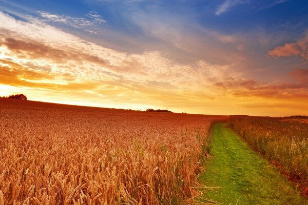 Aube écarlate dans les champs de blé