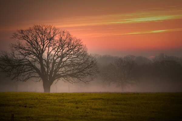 Baum im Nebel bei Sonnenuntergang des Tages