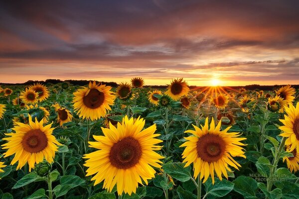 Los rayos del sol de la mañana en los girasoles