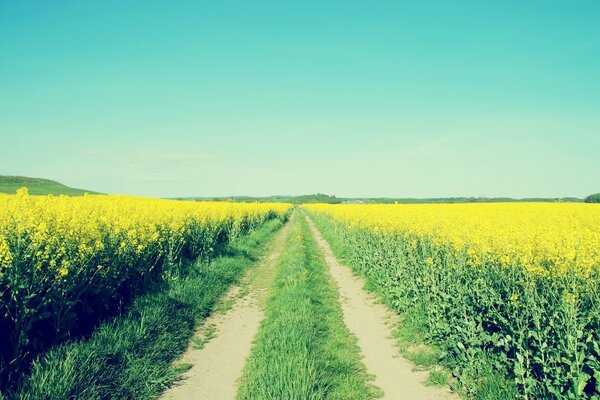 The road to a field strewn with yellow flowers