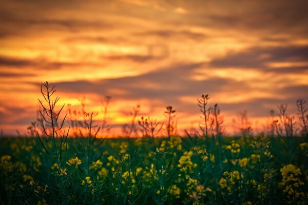 Flowers in the field at sunset