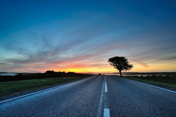 Baum an der Straße bei Sonnenuntergang des Tages