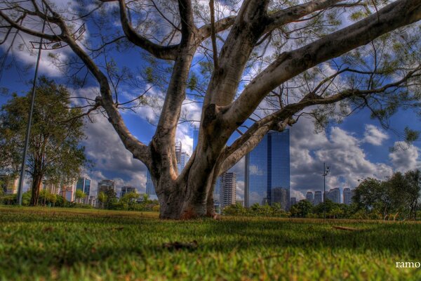 A huge tree in the city park