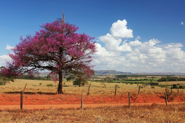 Herbstliche Landschaft. Einsamer Baum