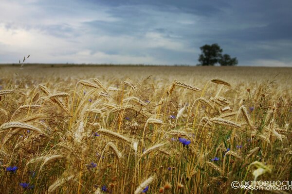 Paysage de champ de blé sans fin