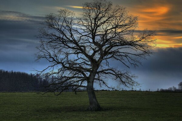 Autumn tree at the dawn of the day